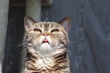 キュートな表情の猫アメリカンショートヘアー