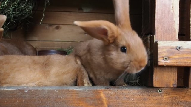 Cute brown rabbits on an organic farm, hiding in the rabbit hutch. Illuminated by soft daylight. Organic farming, animal rights, back to nature concept. HD VIDEO