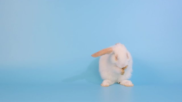 Little white with brown ear rabbit clean forelegs and look forward on blue screen background.