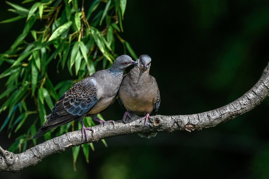 Oriental turtle dove couple lover cuddling and mating