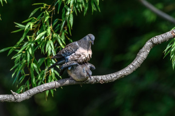 Oriental turtle dove couple lover cuddling and mating