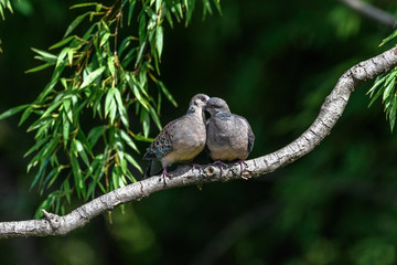 Oriental turtle dove couple lover cuddling and mating - 321953151
