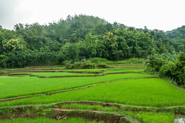 Fototapeta na wymiar Panorama of rice fields in the countryside is so beautiful with many rice plants