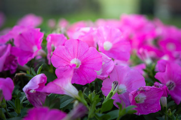 Obraz premium The background image of the colorful flowers