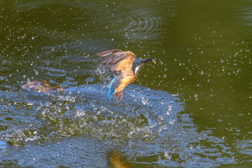 flying and diving kingfisher