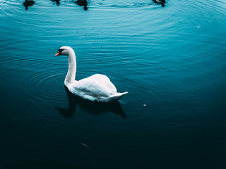 Swan glides across lake