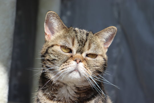 不機嫌顔の猫アメリカンショートヘアー