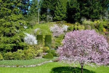 cherry blossoms at butchart gardens