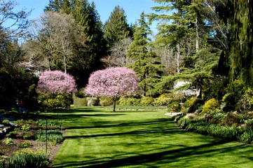 cherry blossoms in a sunken garden