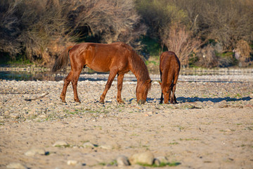 Wild Horses