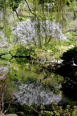 reflection of cherry blossoms