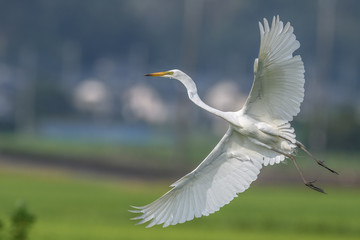 White egret flying over a green rice field