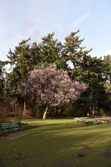 cherry blossoms at beacon hill park