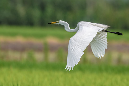 White egret flying over a green rice field