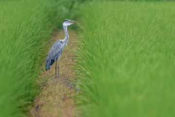 grey heron hiding in a green rice field an looking for a prey