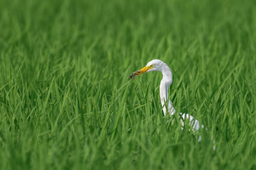 white egret hiding in a green rice field and looking for a prey