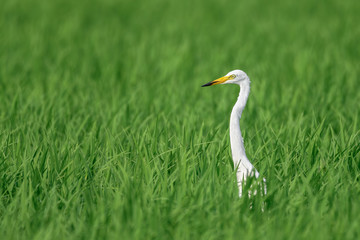 white egret hiding in a green rice field and looking for a prey