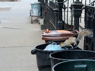 A grey squirrel in the street of Williamsburg, Brooklyn, looks for food in trash left in bags in a garbage bin, trash cans aligned by the sidewalk and fence.