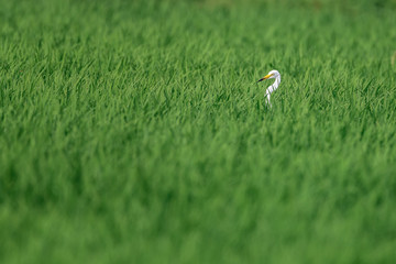 Obraz na płótnie Canvas white egret hiding in a green rice field and looking for a prey