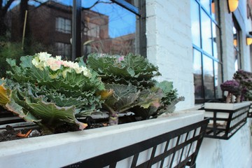 Lovely colorful decorative cabbages decorate the window sill of a restaurant in Williamsburg, Brooklyn, New York in United States of America.