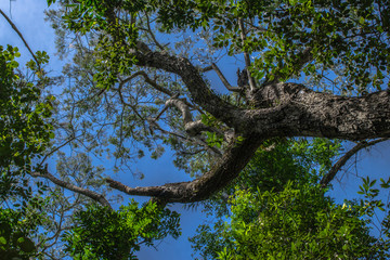 Obraz premium tree on a background of blue sky
