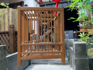 A big insect, pet cricket in a wooden cage in the yard of a Chinese city.