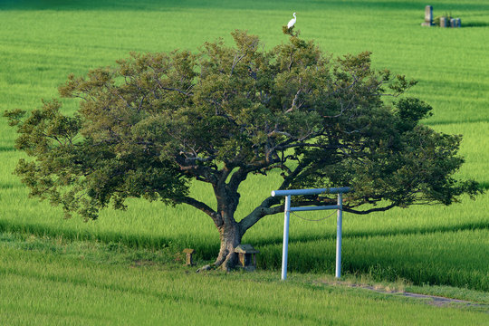 japanese shinto shrine with a torii gate and an old and big tree in a green rice field