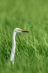 Fototapeta premium white egret hiding in a green rice field and looking for a prey