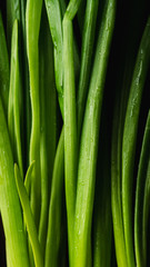 Bundle of green onion on dark wooden table close up