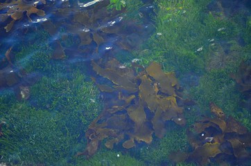 Fototapeta na wymiar Seaweed growing in shallow water in Sydney Harbor Australia 