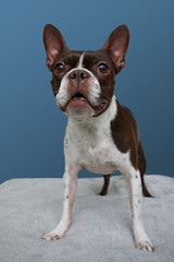 Fototapeta premium Standing dog