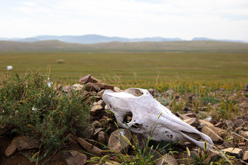 A shrine somewhere in the landscape of Mongolia. A skull of a cow on a traditional Mongolian prayer...