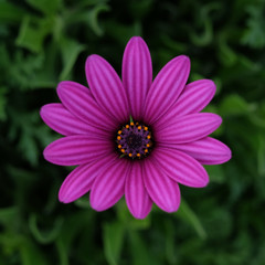 Fototapeta premium Intensive violet simple flower with subdued green floral background, centered in a square frame.