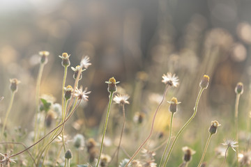 flower grass field and sunlight  at summer time