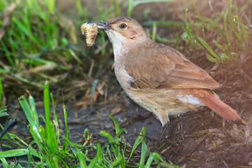 Oven bird chasing worms in the yard             