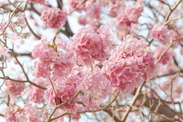 Pink flower tree in the park. Trumpet trees or Tabebuia rosea blooming in spring