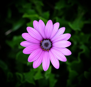 Pale purple flower with green floral background and vignette effect.