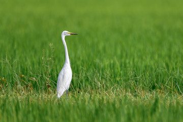 white egret hiding in a green rice field and looking for a prey