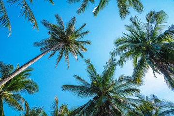 Obraz na płótnie Canvas Beautiful nature scenic landscape coconut palm tree in sunny blue sky background, Low angle view coconut trees leaf in tropical jungle forest Thailand beach for summer holiday outdoor vacation banner