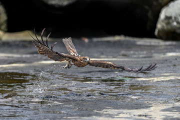 Black kite catching a fish in the sea