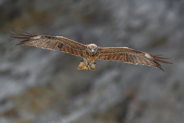 Obraz premium Black kite flying in a rift