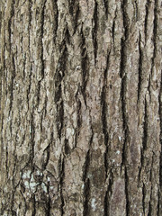 リュウキュウマツの表皮のテクスチャ素材