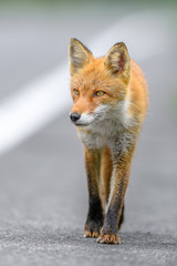 portrait of a Japanese red fos  on the road