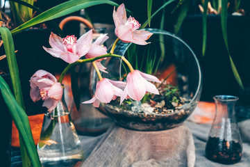 Fototapeta na wymiar Sprig of pink orchids in a glass vase. Spring home decor.