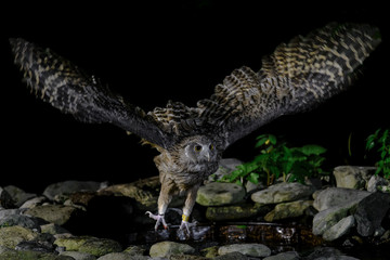 hunting Blakiston's fish owl portrait - 321958555