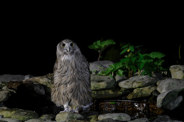 Blakiston's fish owl portrait