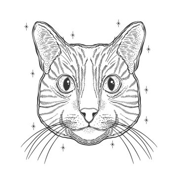 Mystic magic cat. Portrait face head hand drawn vintage style.Line art ink painting.Graphic design tatoo.