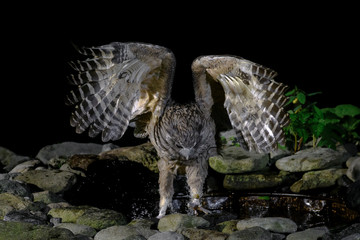 Fototapeta premium hunting Blakiston's fish owl portrait