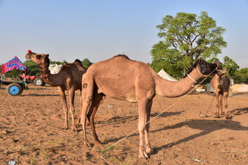 インドのラジャスタン州のプシュカル　一年に一度のラクダ祭期間中　砂漠に集まるラクダの群れと世話をするラクダ使いの男