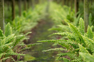 Fern branch in the garden